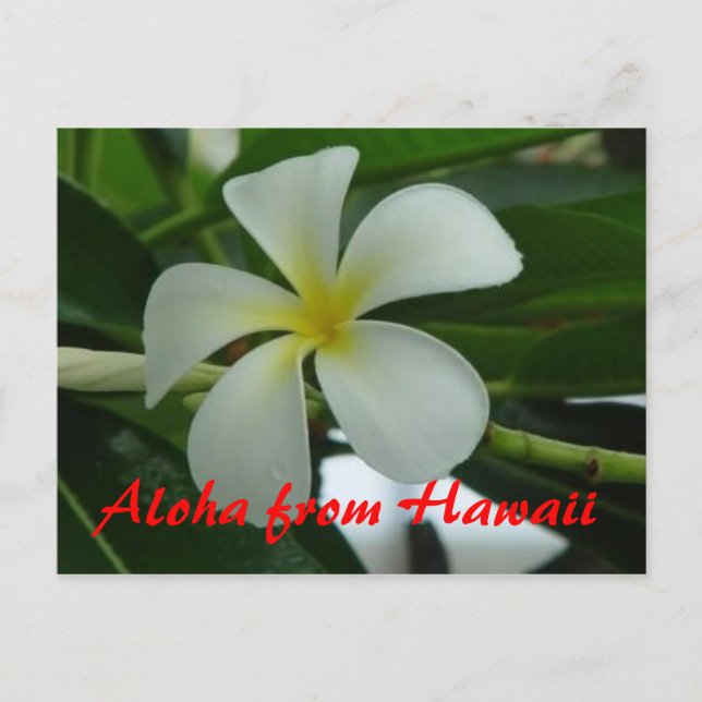 Aloha from Hawaii Postcard (Front)