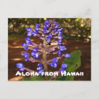 Aloha from Hawaii