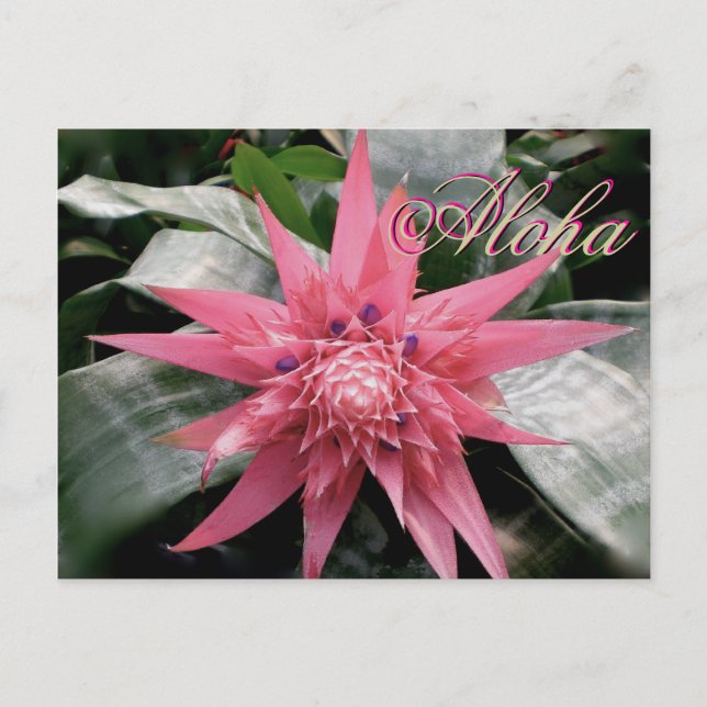 Aloha Greetings Tropical Bromeliad Postcard (Front)