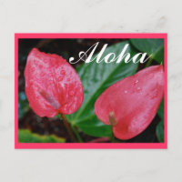 Aloha Hawaii Anthurium