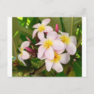 Aloha Hawaiian Frangipani Blossoms Bridal Shower Invitation Postcard