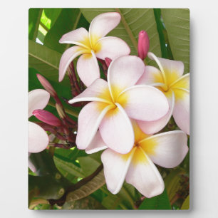 Aloha Hawaiian Frangipani Blossoms Bridal Shower Plaque