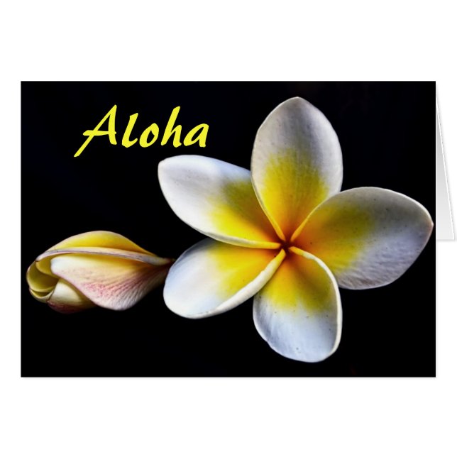 Aloha Hawaiian Frangipani Blossoms Plumerias (Front Horizontal)