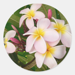 Aloha Hawaiian Frangipani Blossoms Plumerias Classic Round Sticker