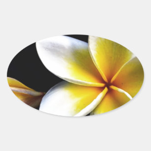 Aloha Hawaiian Frangipani Blossoms Plumerias Oval Sticker