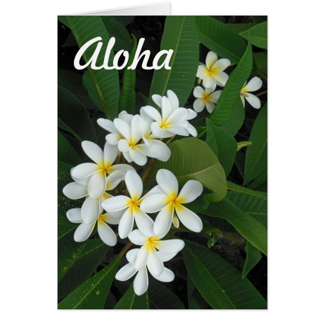 Aloha Plumeria (Front)