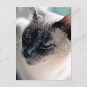 Aloof Siamese Cat Postcard
