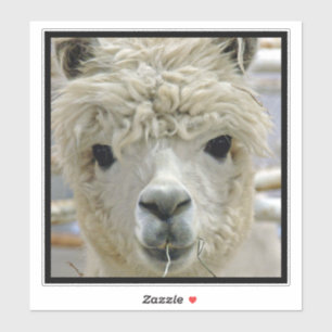 Alpaca
