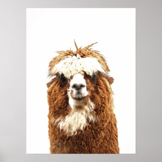 Alpaca Animal Portrait Poster (Front)
