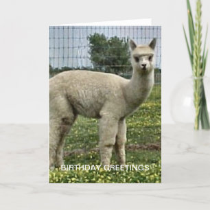 Alpaca Birthday Card