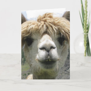 ALPACA BLANK GREETING CARD