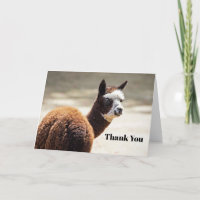 Alpaca Brown and White Animal Photo