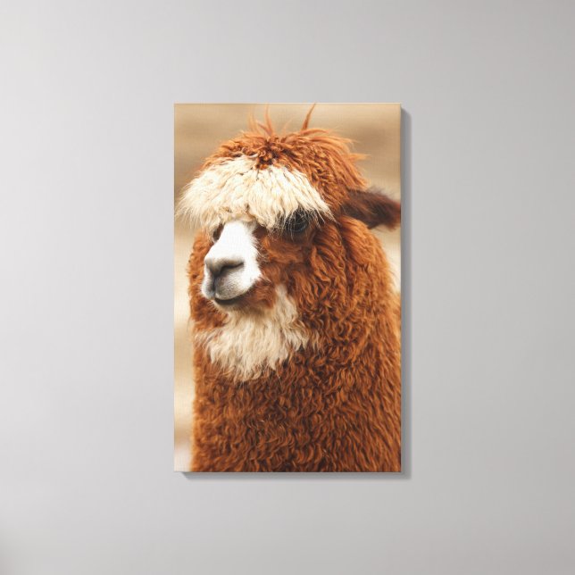 Alpaca canvas print (Front)