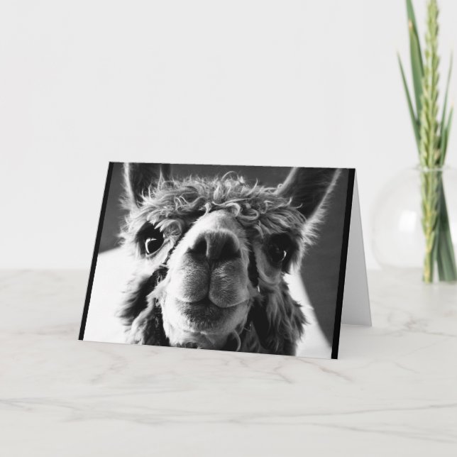 Alpaca Card (Front)