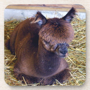 Alpaca Coaster