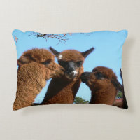 Alpaca