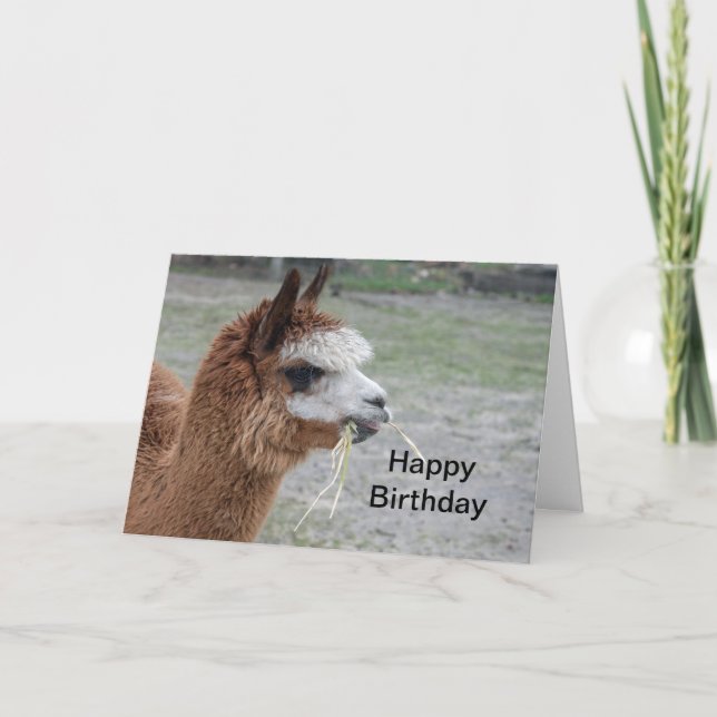Alpaca Eating Hay Animal Photo Birthday Card (Front)