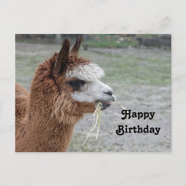 Alpaca Eating Hay Animal Photo Birthday Postcard (Front)