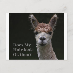 Alpaca funny hairstyle postcard