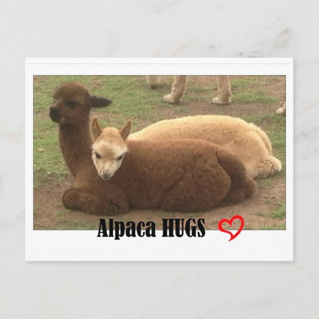 Alpaca Hugs Postcard (Front)