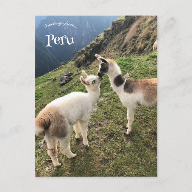 Alpaca in Peru Postcard (Front)