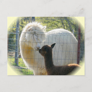 Alpaca Kisses Postcard