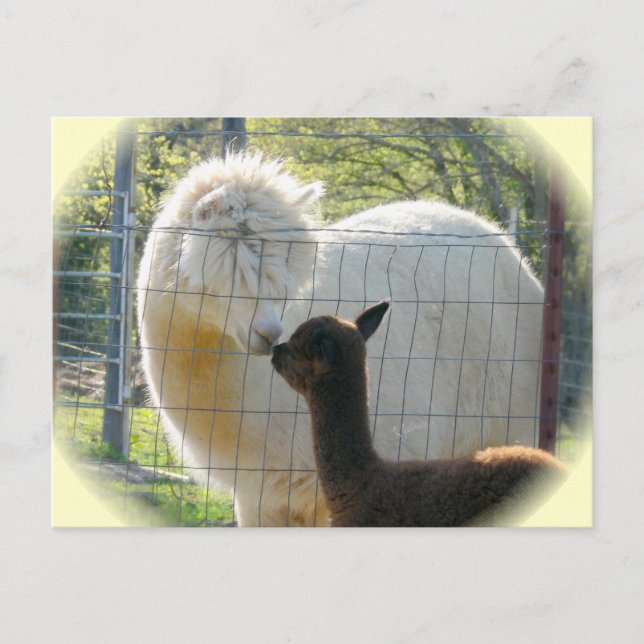 Alpaca Kisses Postcard (Front)