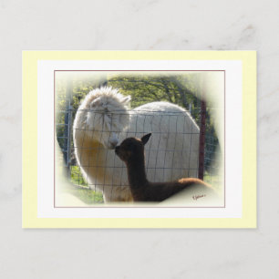 Alpaca Kisses Postcard