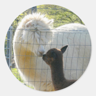 Alpaca Kisses Sticker