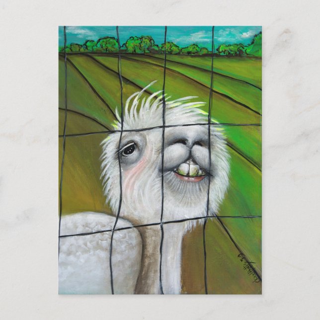 Alpaca - Little Dreamer  postcard (Front)