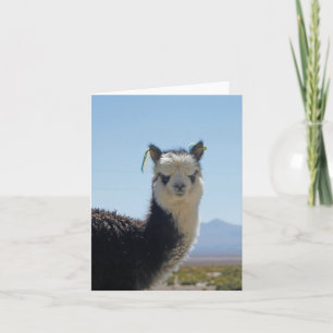 Alpaca Llama Black and White Close Up Head Card