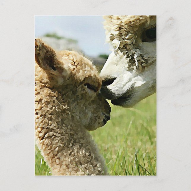 Alpaca Love Postcard (Front)