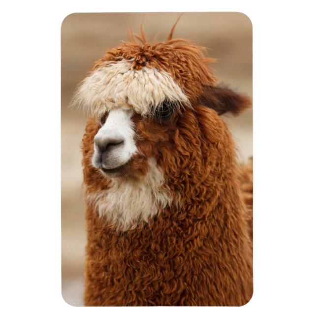 Alpaca magnet (Vertical)