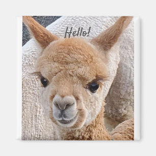 Alpaca magnet