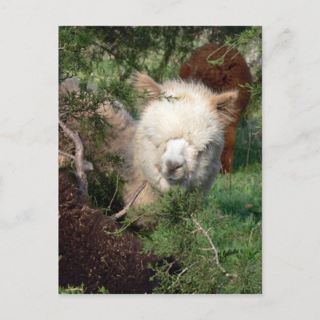 Alpaca Magnet Postcard (Front)