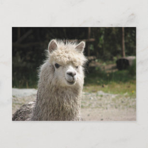 Alpaca, Parque Llaviucu, Ecuador Postcard