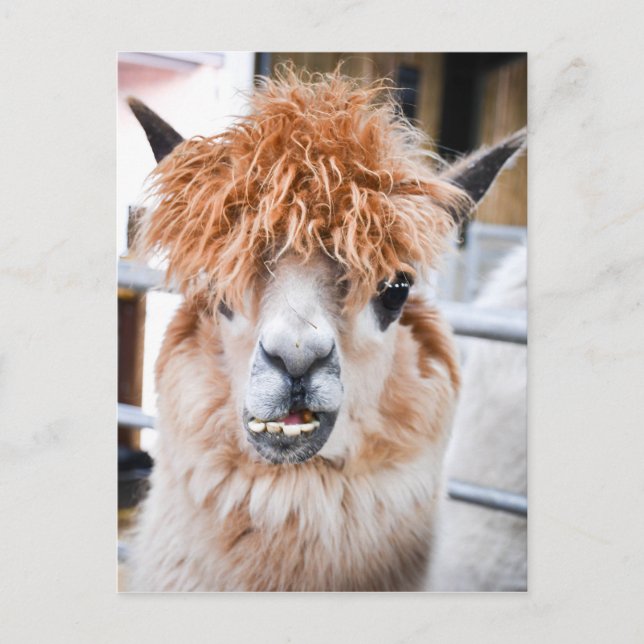 Alpaca Postcard (Front)