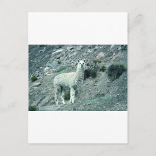 Alpaca Postcard