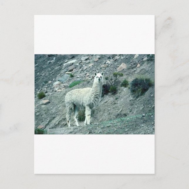 Alpaca Postcard (Front)
