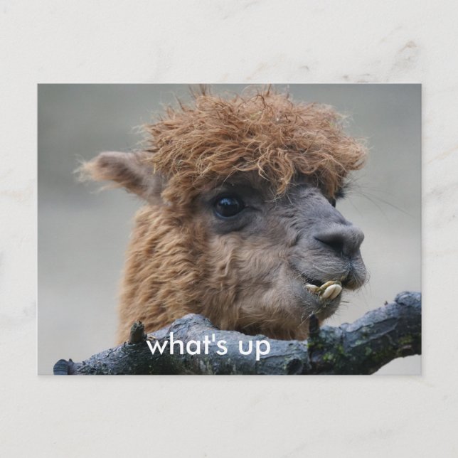Alpaca Postcard (Front)