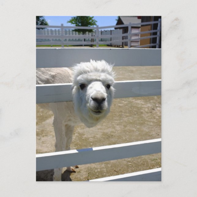 Alpaca Postcard (Front)