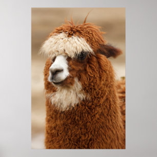 Alpaca poster