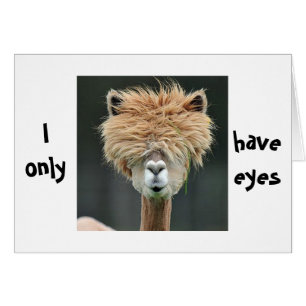 ALPACA SAYS "I ONLY HAVE EYES FOR YOU"