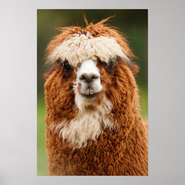 Alpaca Smiles Poster (Front)
