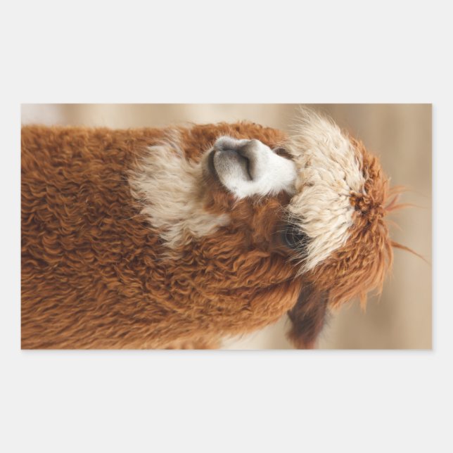 Alpaca stickers (Front)
