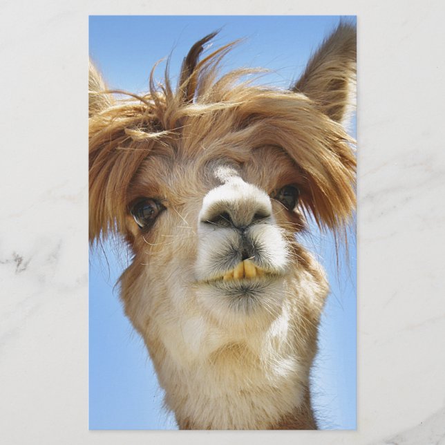 Alpaca with Crazy Hair Stationery (Front)