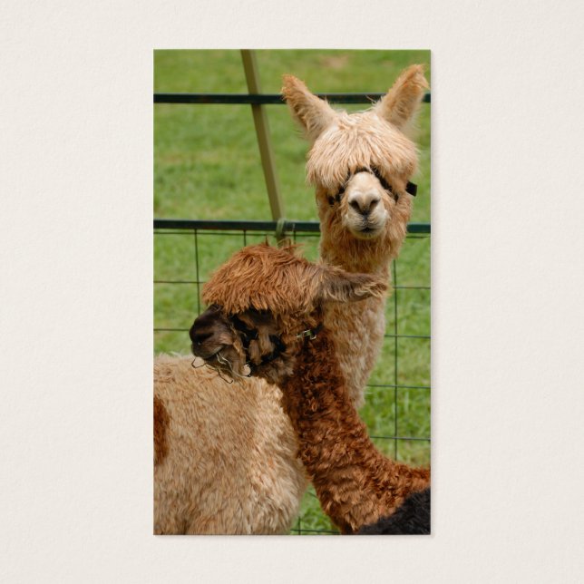 Alpacas (Front)