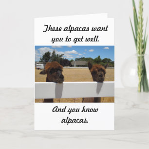 Alpacas in Templeton, California Card