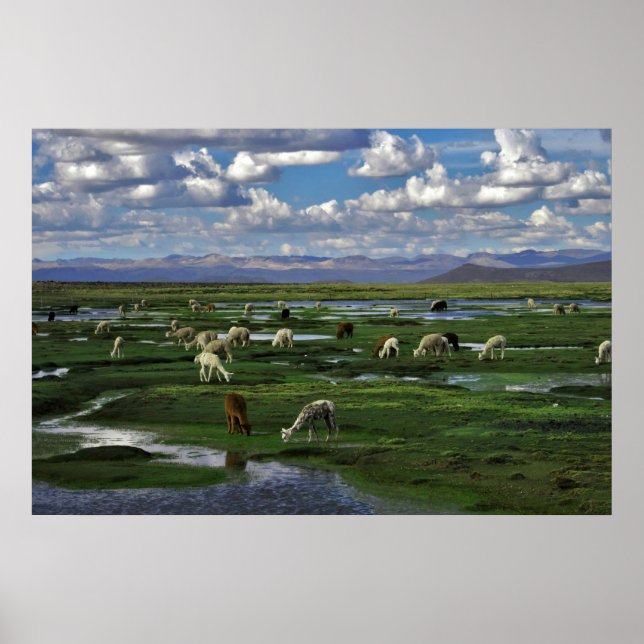 Alpacas in the Andes Poster (Front)