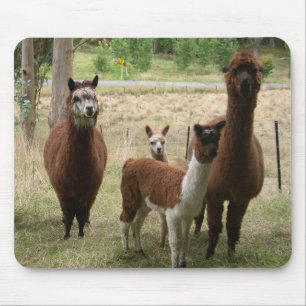 Alpacas Mouse Pad